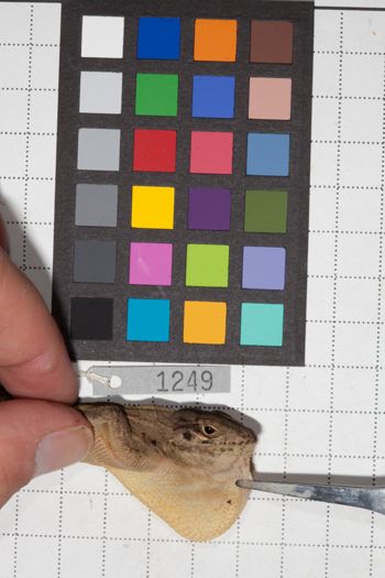 Media type: image;   Herpetology R-190727